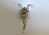  ( - BIOUG01218 F01 Brine Shrimp)  @11 [ ] Copyright (2014) Peter J. Bryant University of California, Irvine