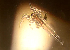  ( - BIOUG01218 F02 Brine shrimp)  @11 [ ] Copyright (2014) Peter J. Bryant University of California, Irvine