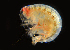  (Ampelisca agassizi - BIOUG01218 F08 Amphipod)  @14 [ ] Copyright (2014) Peter J. Bryant University of California, Irvine