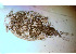 ( - BIOUG01226-C05)  @11 [ ] CreativeCommons - Attribution Non-Commercial Share-Alike (2015) Peter Bryant University of California