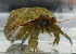  ( - CCDB-19281 A02)  @11 [ ] Unspecified (default): All Rights Reserved (2020) Peter J. Bryant University of California, Irvine