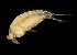  (Cletocamptus - BIOUG19282-C02)  @11 [ ] CreativeCommons - Attribution Non-Commercial Share-Alike (2015) Peter Bryant University of California, Developmental Biology Center