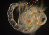  ( - BIOUG19282-D10)  @11 [ ] CreativeCommons - Attribution Non-Commercial Share-Alike (2015) Peter Bryant University of California, Developmental Biology Center