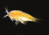  ( - BIOUG19282-F07)  @11 [ ] CreativeCommons - Attribution Non-Commercial Share-Alike (2015) Peter Bryant University of California, Developmental Biology Center