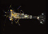  ( - BIOUG19282-H04)  @12 [ ] CreativeCommons - Attribution Non-Commercial Share-Alike (2015) Peter Bryant University of California, Developmental Biology Center