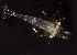 ( - BIOUG19282-H06)  @12 [ ] CreativeCommons - Attribution Non-Commercial Share-Alike (2015) Peter Bryant University of California, Developmental Biology Center