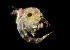  (Pugettia dalli - CCDB-32335 C05)  @11 [ ] Unspecified (default): All Rights Reserved (2020) Peter J. Bryant University of California, Irvine