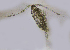  (Acartia californiensis - BIOUG01207-F03)  @14 [ ] Copyright (2013) Peter J. Bryant University of California, Irvine