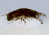 (Laticorophium - BIOUG01207-H02)  @12 [ ] Copyright (2013) Peter J. Bryant University of California, Irvine