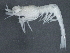  ( - BIOUG01207-A08)  @13 [ ] CreativeCommons - Attribution (2013) CBG Photography Group Centre for Biodiversity Genomics