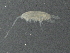  ( - BIOUG01207-F03)  @13 [ ] CreativeCommons - Attribution (2013) CBG Photography Group Centre for Biodiversity Genomics