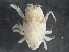  ( - BIOUG01207-F04)  @13 [ ] CreativeCommons - Attribution (2013) CBG Photography Group Centre for Biodiversity Genomics