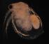  (Ceriodaphnia sp.1 - ZMXII-014)  @13 [ ] Unspecified (default): All Rights Reserved  Unspecified Unspecified