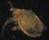  (Ilyocryptus agilis - ZMXII-066)  @12 [ ] Unspecified (default): All Rights Reserved  Unspecified Unspecified