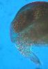  ( - ZMXII-535)  @13 [ ] Unspecified (default): All Rights Reserved  Unspecified Unspecified