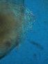  ( - ZMXII-503)  @12 [ ] Unspecified (default): All Rights Reserved  Unspecified Unspecified