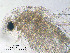  ( - ZMXII-087)  @12 [ ] CreativeCommons - Attribution Non-Commercial (2007) Manuel Elias Gutierrez Unspecified