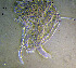  (Ceriodaphnia cf. laticaudata - ZMXII-686)  @14 [ ] CreativeCommons - Attribution Non-Commercial (2007) Manuel Elias Gutierrez Unspecified