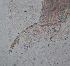  ( - HE-467)  @12 [ ] Copyright (2012) Unspecified Unspecified