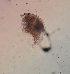 (Alona pectinata - HE-475.1)  @12 [ ] Copyright (2012) Unspecified Unspecified