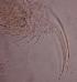  ( - ZPLMX163)  @12 [ ] Unspecified (default): All Rights Reserved  Unspecified Unspecified