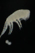  (Thermocyclops decipiens - CH729-G10)  @11 [ ] CreativeCommons - Attribution (2018) Manuel Elias-Gutierrez El Colegio de la Frontera Sur, Unidad Chetumal