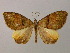  ( - BC ZSM Lep add 00025)  @11 [ ] CreativeCommons - Attribution Non-Commercial Share-Alike (2010) Unspecified SNSB, Zoologische Staatssammlung Muenchen