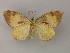  ( - BC ZSM Lep add 00025)  @11 [ ] CreativeCommons - Attribution Non-Commercial Share-Alike (2010) Unspecified SNSB, Zoologische Staatssammlung Muenchen