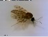 (Culicoides elutus - CER-1)  @12 [ ] CreativeCommons - Attribution Non-Commercial Share-Alike (2013) NTNU Museum of Natural History and Archaeology Unspecified
