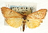  ( - CNCLEP00088753)  @13 [ ] CreativeCommons - Attribution Non-Commercial Share-Alike (2011) Jean-Francois Landry, CNC and Zhaofu Yang, BIO Canadian National Collections