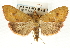  (Uresiphita polygonalis - CNCLEP00088794)  @14 [ ] CreativeCommons - Attribution Non-Commercial Share-Alike (2011) Jean-Francois Landry, CNC and Zhaofu Yang, BIO Canadian National Collections