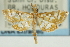  (Pseudopyrausta sp. 1ZYCRL - CNCLEP00088805)  @11 [ ] CreativeCommons - Attribution Non-Commercial Share-Alike (2011) Jean-Francois Landry, CNC and Zhaofu Yang, BIO Canadian National Collections