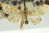  (Pseudopyrausta sp. 2ZYCRL - CNCLEP00088806)  @11 [ ] CreativeCommons - Attribution Non-Commercial Share-Alike (2011) Jean-Francois Landry, CNC and Zhaofu Yang, BIO Canadian National Collections