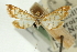  ( - CNCLEP00088808)  @11 [ ] CreativeCommons - Attribution Non-Commercial Share-Alike (2011) Jean-Francois Landry, CNC and Zhaofu Yang, BIO Canadian National Collections