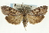  (Udea psychropa - CNCLEP00089061)  @13 [ ] CreativeCommons - Attribution Non-Commercial Share-Alike (2011) Jean-Francois Landry, CNC and Zhaofu Yang, BIO Canadian National Collections
