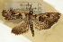  (Udea sp. 4ZYCRL - CNCLEP00089064)  @11 [ ] CreativeCommons - Attribution Non-Commercial Share-Alike (2011) Jean-Francois Landry, CNC and Zhaofu Yang, BIO Canadian National Collections