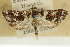  (Udea calliastra - CNCLEP00089068)  @11 [ ] CreativeCommons - Attribution Non-Commercial Share-Alike (2011) Jean-Francois Landry, CNC and Zhaofu Yang, BIO Canadian National Collections