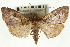  (Udea sp. 5ZYCRL - CNCLEP00089072)  @11 [ ] CreativeCommons - Attribution Non-Commercial Share-Alike (2011) Jean-Francois Landry, CNC and Zhaofu Yang, BIO Canadian National Collections