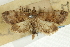  (Udea metasema - CNCLEP00089074)  @11 [ ] CreativeCommons - Attribution Non-Commercial Share-Alike (2011) Jean-Francois Landry, CNC and Zhaofu Yang, BIO Canadian National Collections