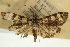  (Udea monticolans - CNCLEP00089075)  @11 [ ] CreativeCommons - Attribution Non-Commercial Share-Alike (2011) Jean-Francois Landry, CNC and Zhaofu Yang, BIO Canadian National Collections