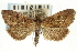  (Udea argoscelis - CNCLEP00089083)  @12 [ ] CreativeCommons - Attribution Non-Commercial Share-Alike (2011) Jean-Francois Landry, CNC and Zhaofu Yang, BIO Canadian National Collections