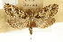  (Udea chalcophanes - CNCLEP00089086)  @11 [ ] CreativeCommons - Attribution Non-Commercial Share-Alike (2011) Jean-Francois Landry, CNC and Zhaofu Yang, BIO Canadian National Collections