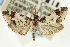  (Udea sp. 6ZYCRL - CNCLEP00089090)  @13 [ ] CreativeCommons - Attribution Non-Commercial Share-Alike (2011) Jean-Francois Landry, CNC and Zhaofu Yang, BIO Canadian National Collections