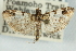  (Udea sp. 7ZYCRL - CNCLEP00089091)  @11 [ ] CreativeCommons - Attribution Non-Commercial Share-Alike (2011) Jean-Francois Landry, CNC and Zhaofu Yang, BIO Canadian National Collections