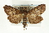  (Udea stellata - CNCLEP00089095)  @12 [ ] CreativeCommons - Attribution Non-Commercial Share-Alike (2011) Jean-Francois Landry, CNC and Zhaofu Yang, BIO Canadian National Collections