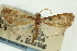  (Udea sp. 28ZYCRL - CNCLEP00089160)  @13 [ ] CreativeCommons - Attribution Non-Commercial Share-Alike (2011) Jean-Francois Landry, CNC and Zhaofu Yang, BIO Canadian National Collections