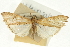  (Udea poasalis - CNCLEP00089187)  @11 [ ] CreativeCommons - Attribution Non-Commercial Share-Alike (2011) Jean-Francois Landry, CNC and Zhaofu Yang, BIO Canadian National Collections