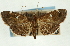  (Lamprosema lunulalis - CNCLEP00089292)  @15 [ ] CreativeCommons - Attribution Non-Commercial Share-Alike (2011) Jean-Francois Landry, CNC and Zhaofu Yang, BIO Canadian National Collections