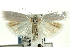  ( - CNCLEP00089747)  @14 [ ] CreativeCommons - Attribution Non-Commercial Share-Alike (2011) Jean-Francois Landry, CNC and Zhaofu Yang, BIO Canadian National Collections