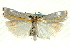  ( - CNCLEP00089752)  @13 [ ] CreativeCommons - Attribution Non-Commercial Share-Alike (2011) Jean-Francois Landry, CNC and Zhaofu Yang, BIO Canadian National Collections